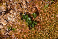 Sphagnum austinii