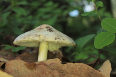Volvariella bombycina
