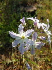 Leucocoryne ixioides