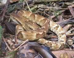 Bothrops jararaca