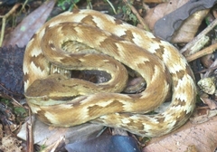 Bothrops jararaca