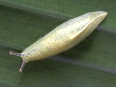 Elisolimax comorensis