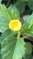 Malvastrum coromandelianum