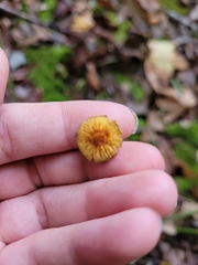 Flammulaster erinaceellus