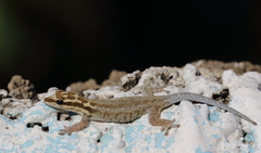 Lygodactylus mombasicus