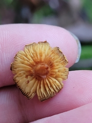 Flammulaster erinaceellus