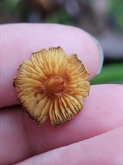 Flammulaster erinaceellus