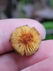 Flammulaster erinaceellus