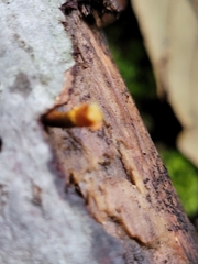 Flammulaster erinaceellus