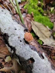 Flammulaster erinaceellus