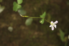 Oxalis alpina