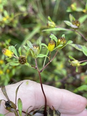 Bidens discoidea