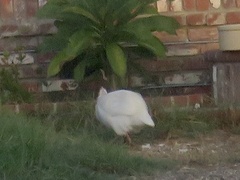 Numida meleagris domesticus