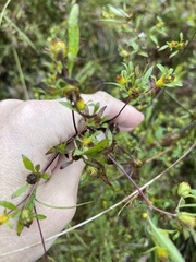 Bidens discoidea