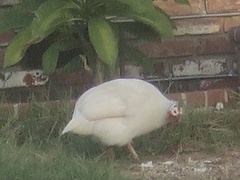 Numida meleagris domesticus