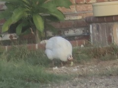 Numida meleagris domesticus