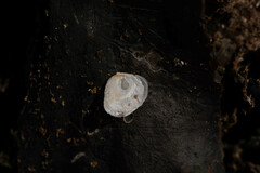 Heteranomia squamula