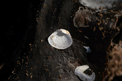 Heteranomia squamula