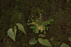 Selaginella pallescens