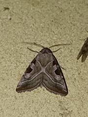 Eucarta virgo
