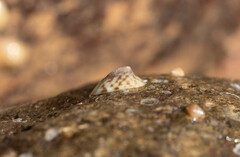 Testudinalia testudinalis