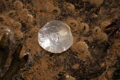 Heteranomia squamula