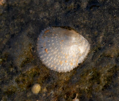 Heteranomia squamula