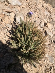 Polemonium eximium