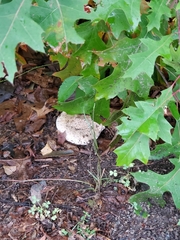 Tricholoma caligatum