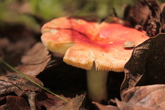 Russula rosacea