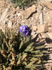 Polemonium eximium