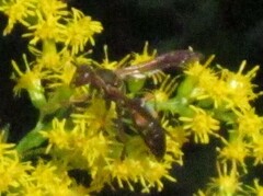 Polistes fuscatus
