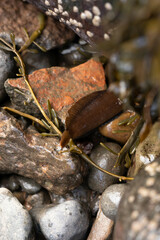 Ulvaria subbifurcata