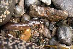 Ulvaria subbifurcata