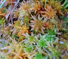 Sphagnum pulchrum