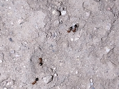 Crematogaster laeviuscula