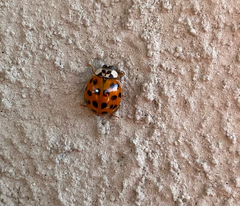 Harmonia axyridis