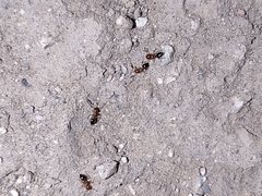 Crematogaster laeviuscula