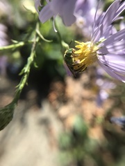 Agapostemon sericeus