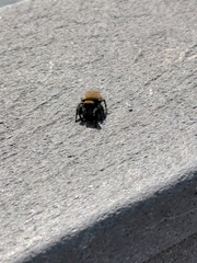 Phidippus apacheanus