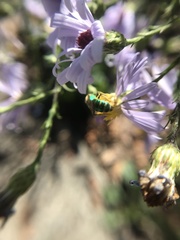 Agapostemon sericeus