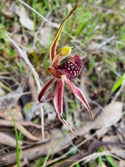 Caladenia actensis