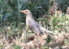 Turdus libonyana