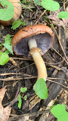 Stropharia rugosoannulata