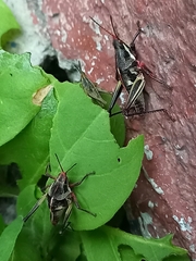 Sphenarium