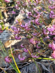 Erica globiceps globiceps