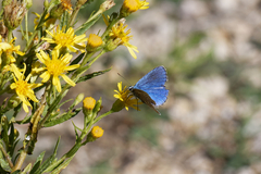 Polyommatus bellargus