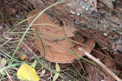 Ganoderma applanatum