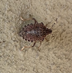 Halyomorpha halys