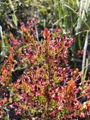 Erica rubiginosa